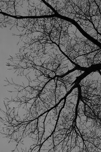 Preview wallpaper tree, branches, silhouette, black and white