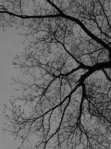 Preview wallpaper tree, branches, silhouette, black and white