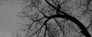 Preview wallpaper tree, branches, silhouette, black and white