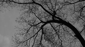 Preview wallpaper tree, branches, silhouette, black and white