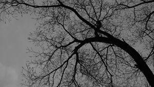 Preview wallpaper tree, branches, silhouette, black and white