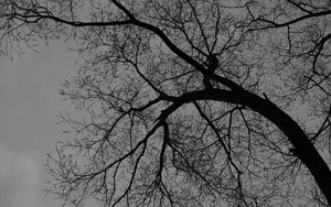 Preview wallpaper tree, branches, silhouette, black and white