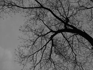 Preview wallpaper tree, branches, silhouette, black and white