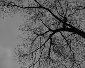 Preview wallpaper tree, branches, silhouette, black and white