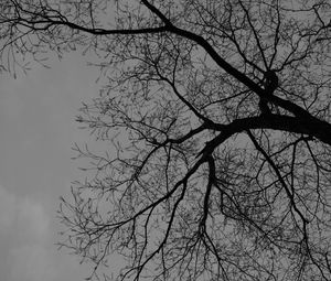 Preview wallpaper tree, branches, silhouette, black and white