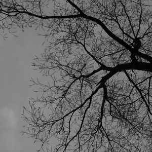 Preview wallpaper tree, branches, silhouette, black and white