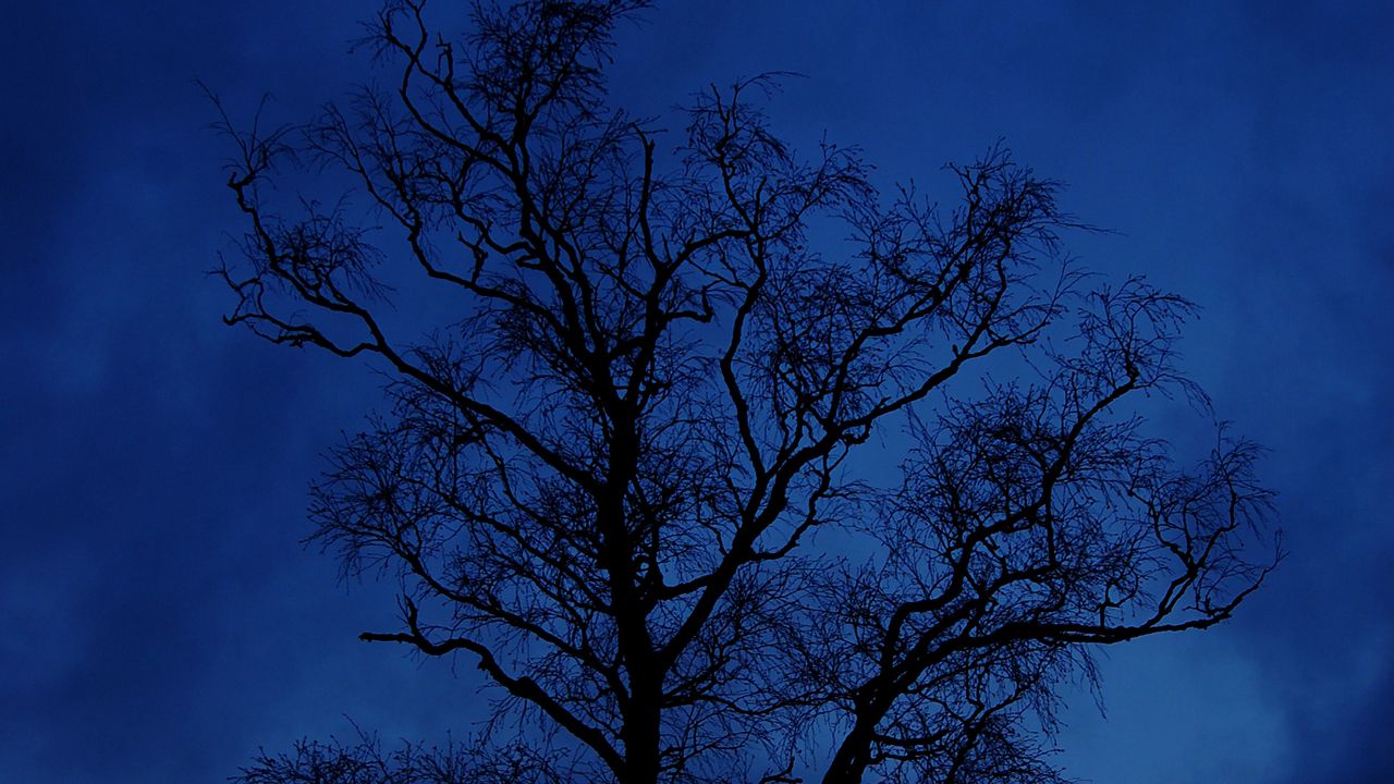 Wallpaper tree, branches, silhouette, night, sky, dark