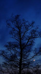 Preview wallpaper tree, branches, silhouette, night, sky, dark