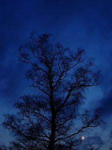 Preview wallpaper tree, branches, silhouette, night, sky, dark