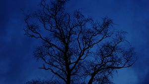 Preview wallpaper tree, branches, silhouette, night, sky, dark