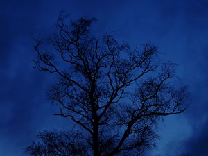 Preview wallpaper tree, branches, silhouette, night, sky, dark