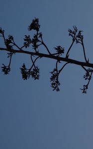 Preview wallpaper tree, branches, silhouette, moon, minimalism