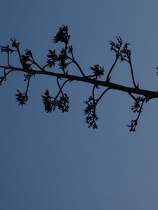 Preview wallpaper tree, branches, silhouette, moon, minimalism