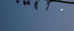 Preview wallpaper tree, branches, silhouette, moon, minimalism