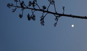 Preview wallpaper tree, branches, silhouette, moon, minimalism
