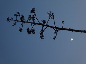 Preview wallpaper tree, branches, silhouette, moon, minimalism
