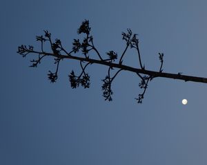 Preview wallpaper tree, branches, silhouette, moon, minimalism