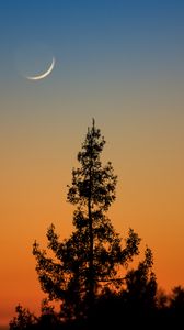 Preview wallpaper tree, branches, silhouette, twilight, minimalism