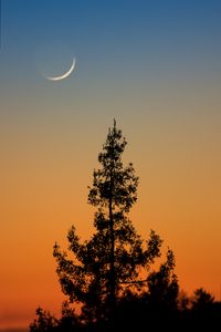 Preview wallpaper tree, branches, silhouette, twilight, minimalism