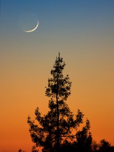 Preview wallpaper tree, branches, silhouette, twilight, minimalism