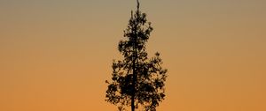 Preview wallpaper tree, branches, silhouette, twilight, minimalism