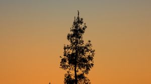 Preview wallpaper tree, branches, silhouette, twilight, minimalism