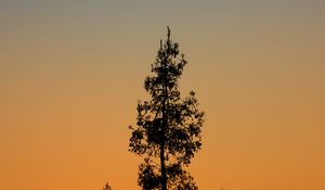 Preview wallpaper tree, branches, silhouette, twilight, minimalism
