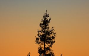 Preview wallpaper tree, branches, silhouette, twilight, minimalism