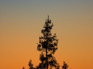 Preview wallpaper tree, branches, silhouette, twilight, minimalism