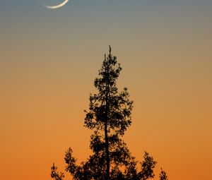 Preview wallpaper tree, branches, silhouette, twilight, minimalism