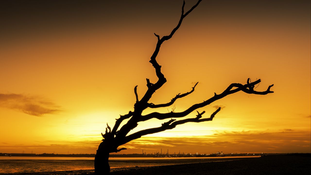 Wallpaper tree, branches, silhouette, sunset, dark