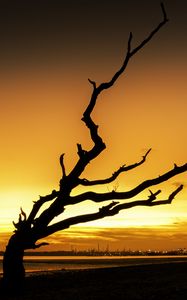 Preview wallpaper tree, branches, silhouette, sunset, dark