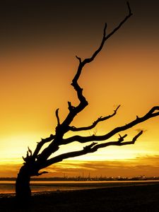 Preview wallpaper tree, branches, silhouette, sunset, dark