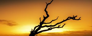 Preview wallpaper tree, branches, silhouette, sunset, dark