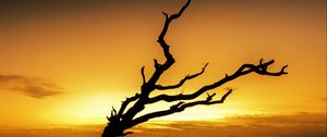 Preview wallpaper tree, branches, silhouette, sunset, dark