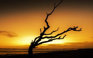 Preview wallpaper tree, branches, silhouette, sunset, dark