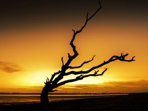 Preview wallpaper tree, branches, silhouette, sunset, dark