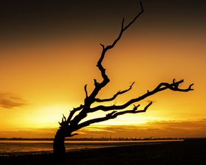 Preview wallpaper tree, branches, silhouette, sunset, dark