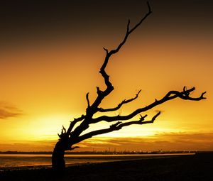 Preview wallpaper tree, branches, silhouette, sunset, dark