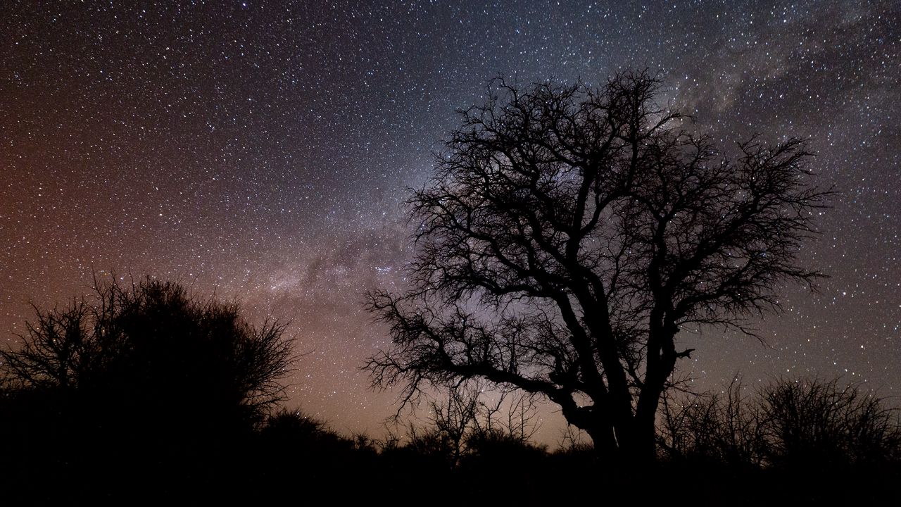 Wallpaper tree, branches, silhouette, milky way, night