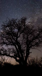 Preview wallpaper tree, branches, silhouette, milky way, night