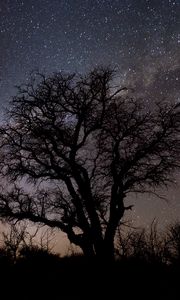 Preview wallpaper tree, branches, silhouette, milky way, night