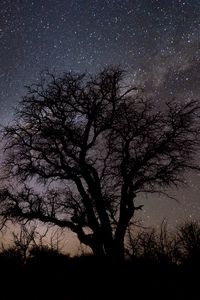 Preview wallpaper tree, branches, silhouette, milky way, night