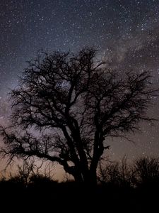 Preview wallpaper tree, branches, silhouette, milky way, night