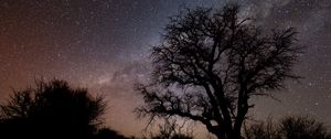 Preview wallpaper tree, branches, silhouette, milky way, night