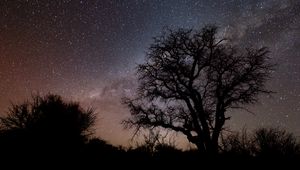 Preview wallpaper tree, branches, silhouette, milky way, night