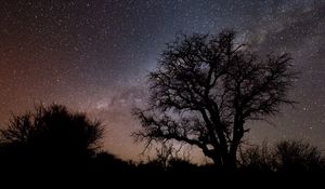 Preview wallpaper tree, branches, silhouette, milky way, night