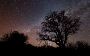 Preview wallpaper tree, branches, silhouette, milky way, night