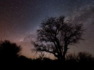 Preview wallpaper tree, branches, silhouette, milky way, night