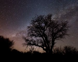 Preview wallpaper tree, branches, silhouette, milky way, night